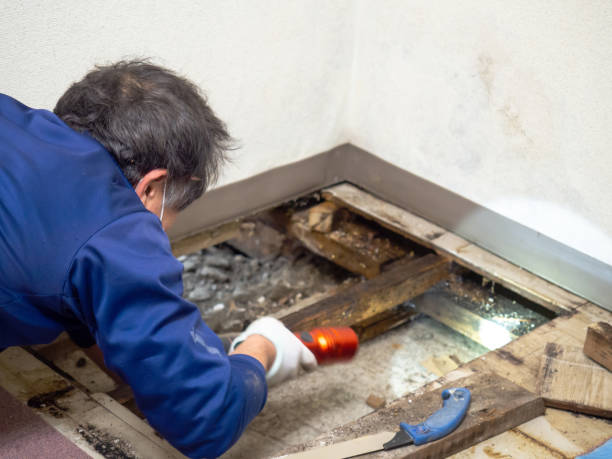 Best Post-Flood Mold Remediation in Dundas, MN