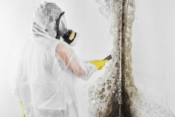 Best Basement Mold Remediation in Dundas, MN