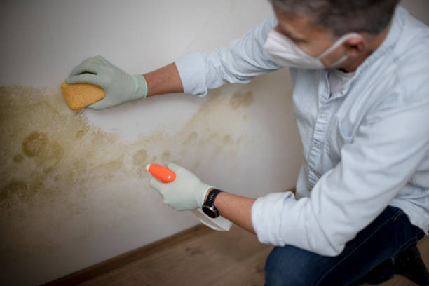 Best Bathroom Mold Remediation in Dundas, MN